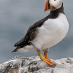 Poddington the Puffin