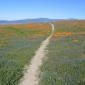 Southcaliforniainbloom